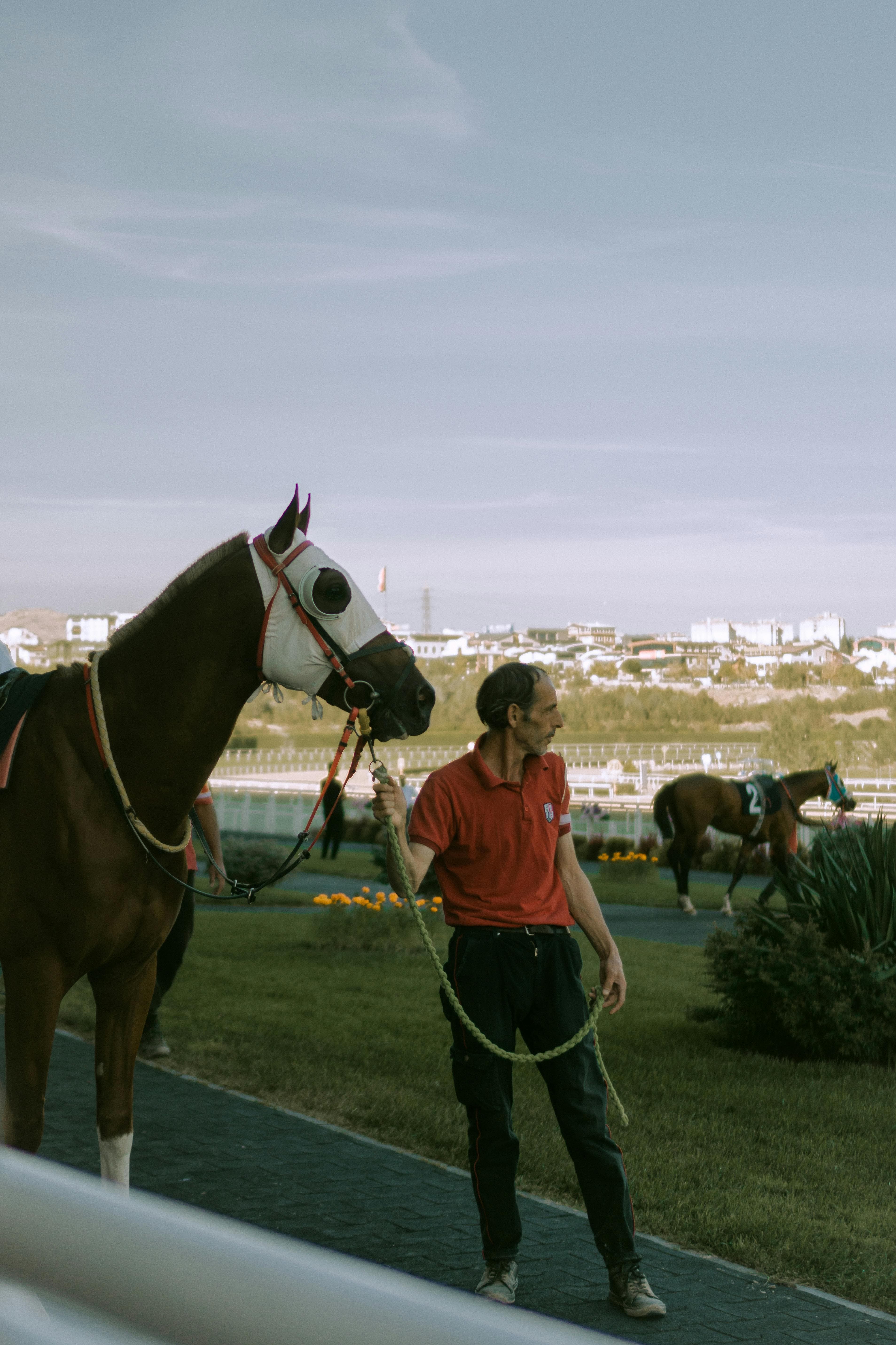 Cheval en bonne santé